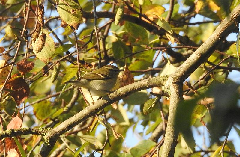 Heerlijke nieuwe vanuit-de-tuinsoort, en meteen ook maar drie: Bladkoning! Samen met 4 Vuurgoudhanen, ook niet mis!