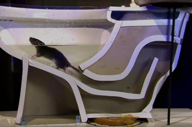 FactPestControl's tweet photo. Watch How Easily A Rat Can Wriggle Up Your Toilet! http://t.co/puJRoeeJsJ

Give us a call... http://t.co/TUWnSlu6OM