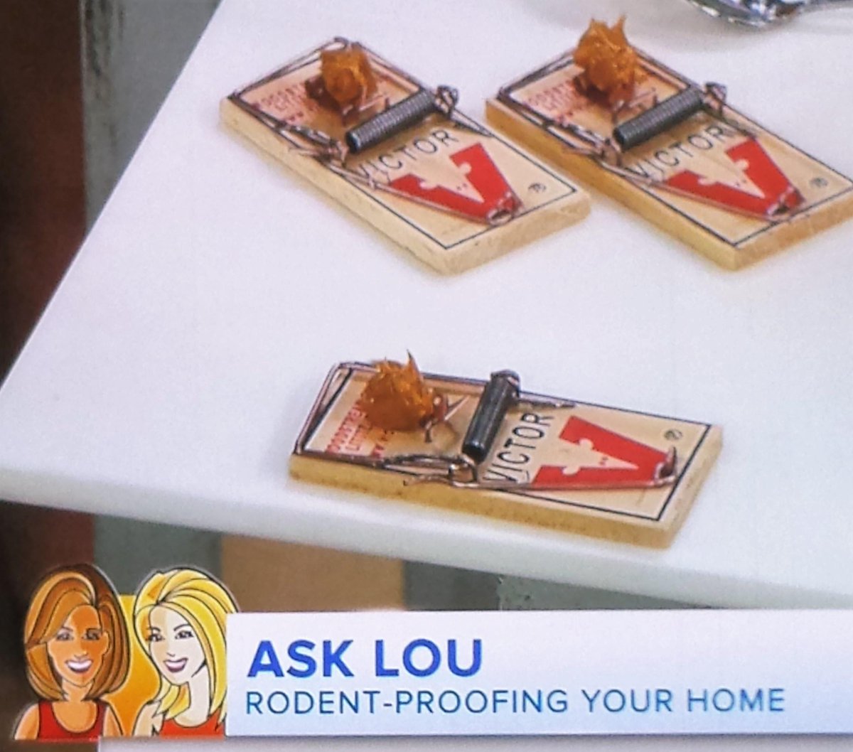ControlCritters's tweet image. @LouManfredini on the TODAY show this morning with  with great rodent-proofing tips. ow.ly/SO9Y1