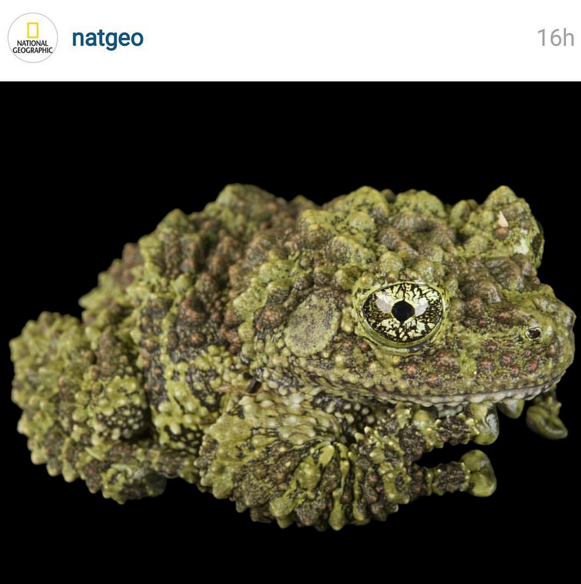 tommychong's tweet photo. At first I thought National Geographic posted a photo of some really good bud man, but it's a frog.  @NatGeo http://t.co/024ul2VrOS