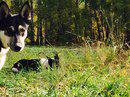 academdog's tweet photo. "А ЧТО ТУТ ПРОИСХОДИТ?" Фото Софьи Сызрановой.
http://t.co/6KaZHNS4fb http://t.co/DsfmZewsBc