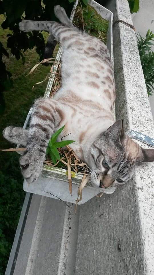 Tonicarrington's tweet photo. Last seen Saturday very early hrs in Kings chase, Brentwood
She is chipped and neutered
#Brentwood #Lost #essex http://t.co/WRgmKxfmkr