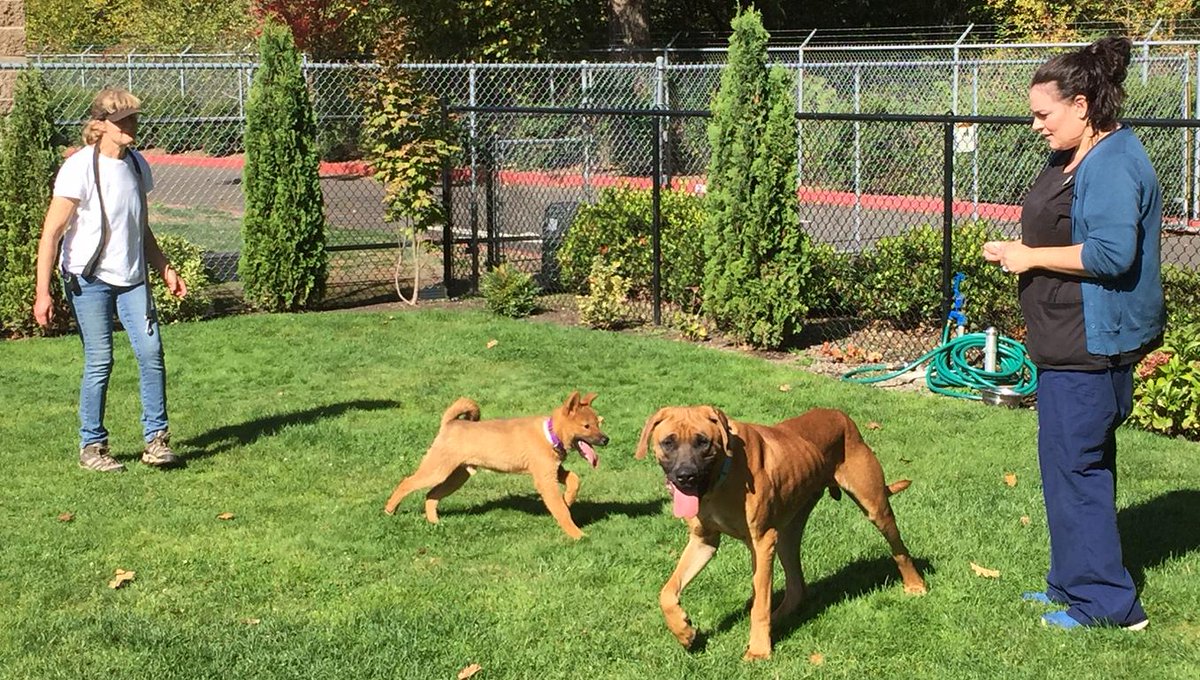 pettalkoregon's tweet photo. Vancouver shelter @SWHumane cares for 25 dogs rescued from South Korean meat farm. #PDX
http://t.co/fcOZF9EdnV http://t.co/lKuHKV4fCb