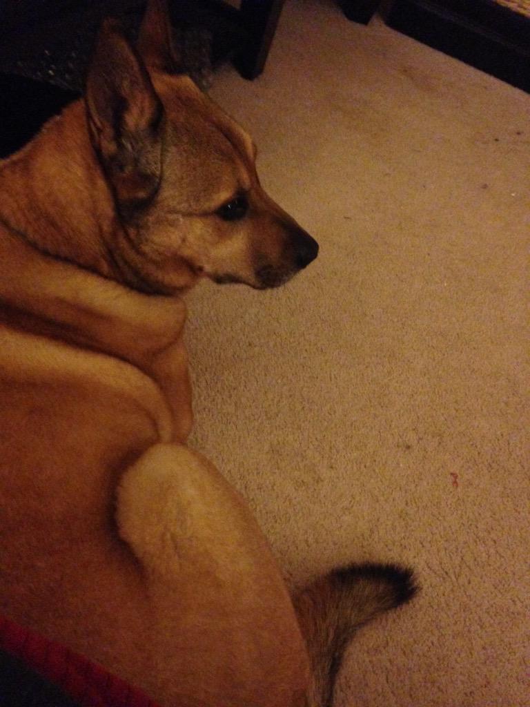 KristiForce's tweet photo. Poor scared mutt #thunderbuddy 🐶 #mammasboy ⚡️💗 #savememom #littlebrowndog http://t.co/f3AzIATU8q