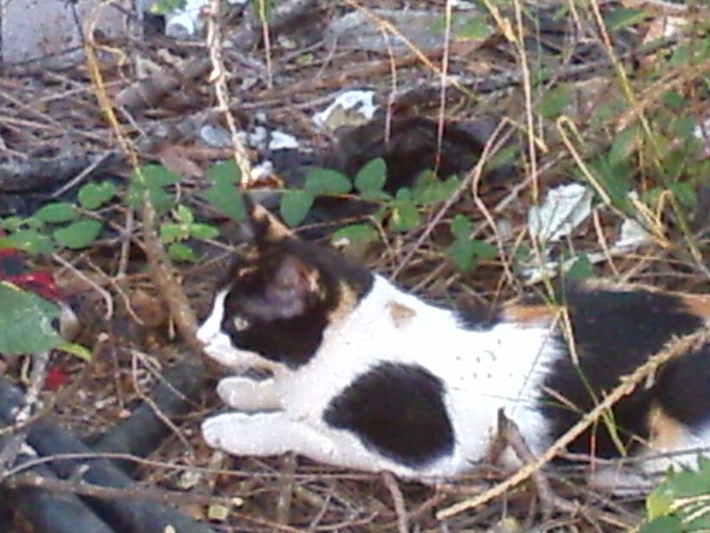 SisuMisu3's tweet photo. Voy hacer hasta lo imposible, para q tengas una casa y una familua digna de una reina como tu #thita madre coraje http://t.co/7TCRFkHwCt