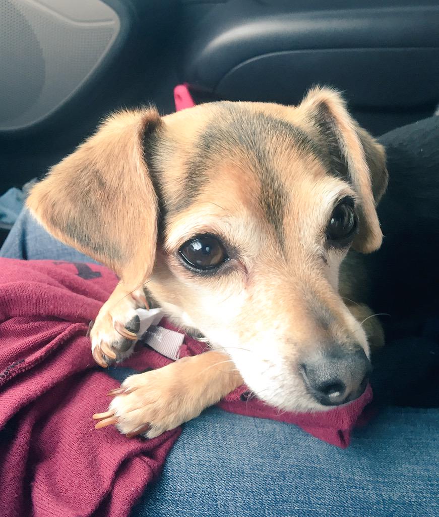 ShirleenT7's tweet photo. @K9Kelp #chuweenie http://t.co/avvapzk8sp