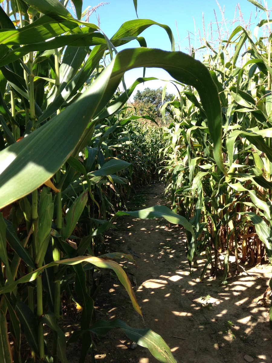 VisitRochester's tweet photo. Corn Mazes! #NYlovesFall at @StokoeFarms @WickhamFarms @LongAcreFarms http://t.co/lijfFB0IsO #VisitROC http://t.co/wQkJvtd6pl