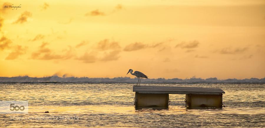 CoverGap's tweet image. Dawn by sreealy - covergap.com/dawn-by-sreeal… #AdaaranSelect #Colors #Dhruv #Maldives #Sreekumar #Sunrise