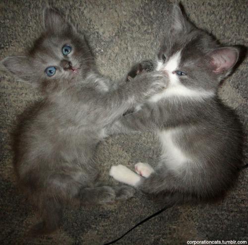 KitNipBox's tweet photo. Talk to the paw!
#Hushup #Fursiblingproblems #MOLz #Ilovemycats #KitNipBox http://t.co/jjqnbxdUBg