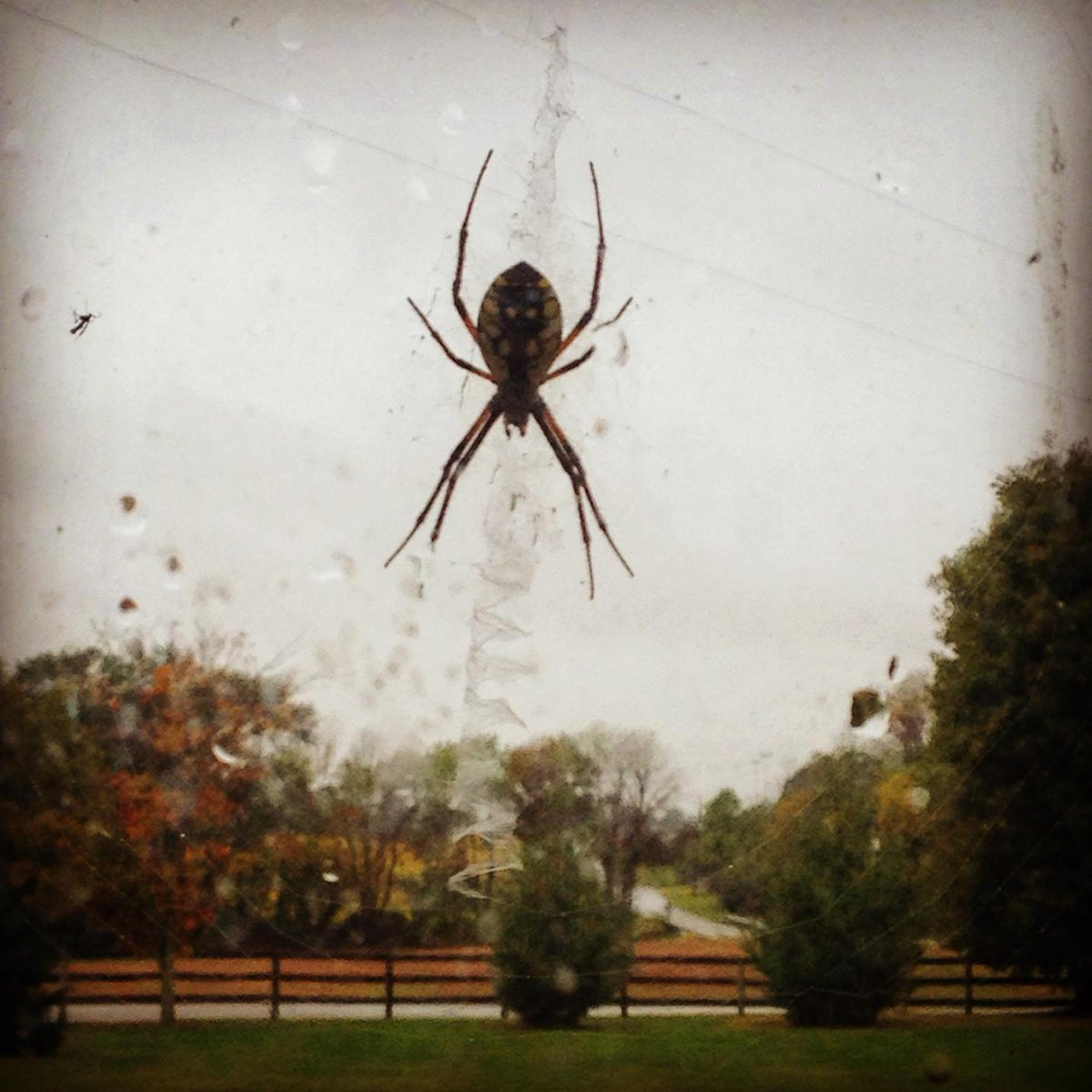 overtherhine's tweet photo. Ohio Spider. Studio mascot. #nowherefarm http://t.co/c6kfRozLMW