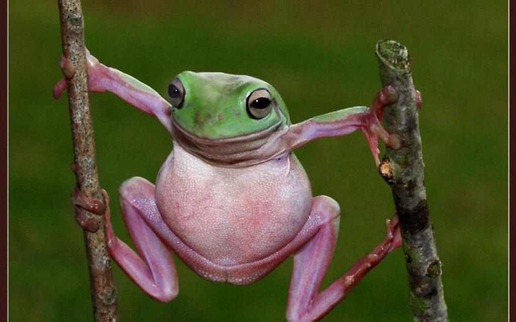 carls_kammerer's tweet image. 15 minutes into #justfrogthings &amp;amp; chill and he gives you this look