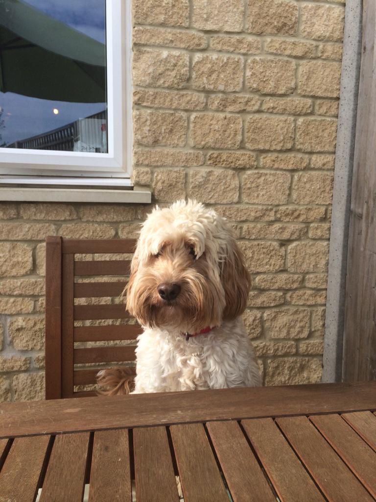 teddyockapoo tweet picture