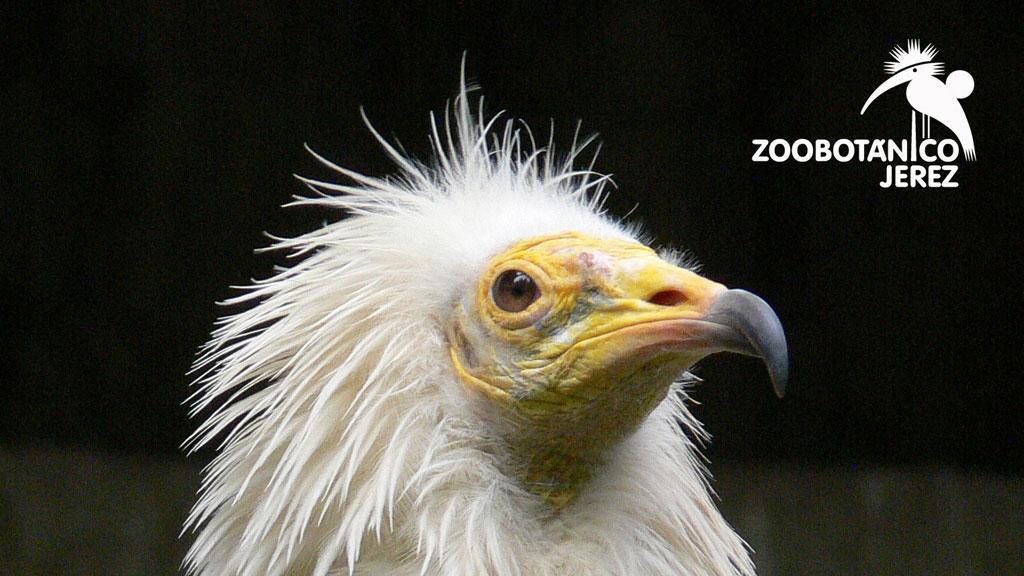 JerezesNatural's tweet photo. @ZooJerez, incluído por la Unión Europea como ejemplo de Buenas Prácticas. #JerezesNatural, @vive_jerez http://t.co/XGV9jGSusN
