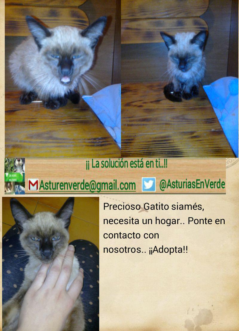 Asturiasenverde's tweet photo. Estamos buscando un dueño nos ayudas a encontrarlo...
Difunde este mensaje k llegué x todo el mundo GATINA SIAMES http://t.co/LJF2gRHT6K