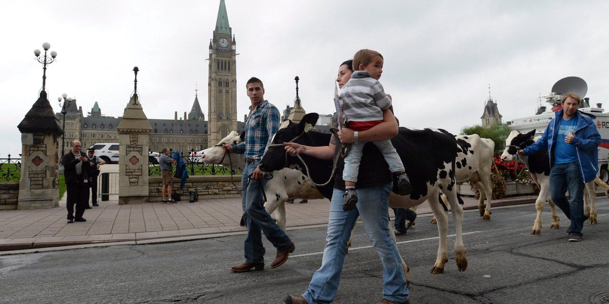 HuffPostCanada's tweet photo. Dairy farmers in Ottawa to express #TPP fears http://t.co/OUi84NovrZ http://t.co/1YcVvYQXXn