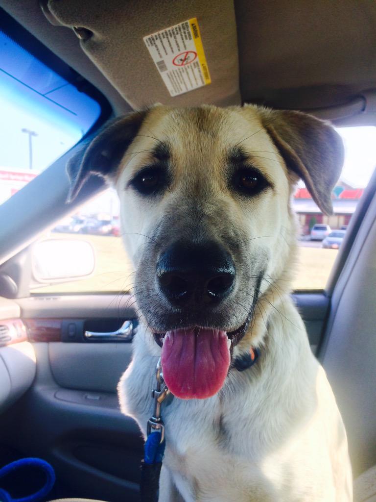 ElizabethSynan's tweet photo. Nothing quite like a puppy smile http://t.co/umSRYtSFL6