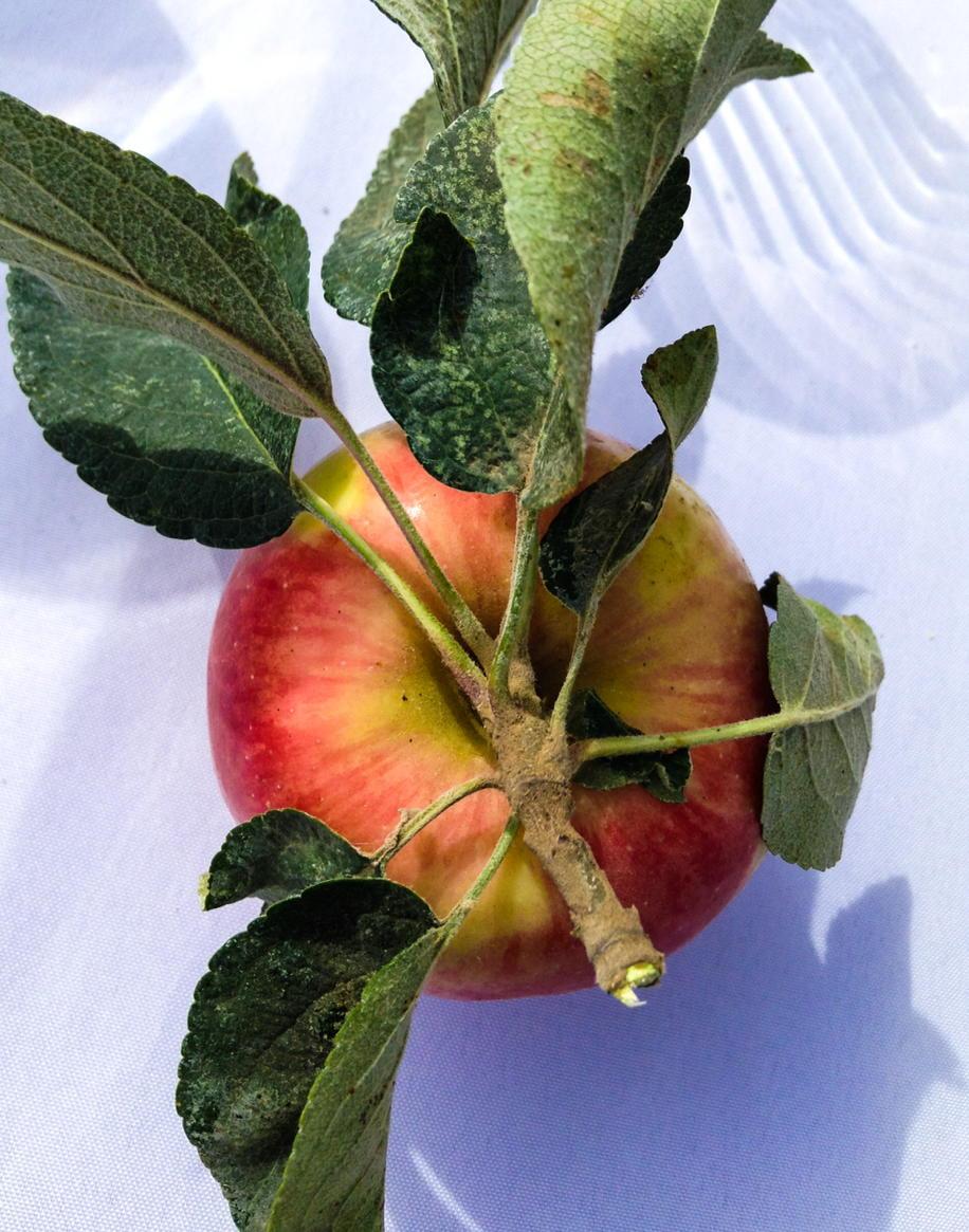 Ambrosia Apples USA (AmbrosiaUSA) Twitter