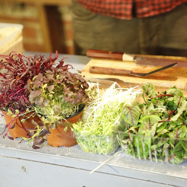 livefoodproject's tweet photo. What's your favorite herb to cook with? #thelivingfoodproject http://t.co/NcO0LDL5Qt