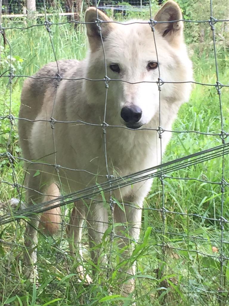 SublimeSolar's tweet image. Nice to meet you Lucky!
#Ilovewolves