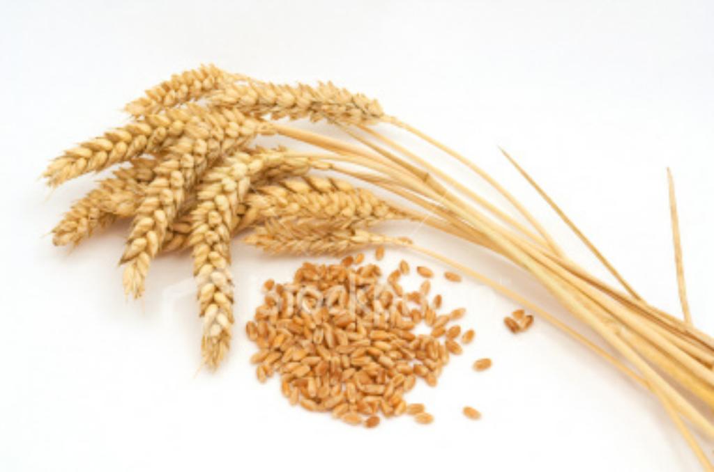 TavistockReeves's tweet image. RT @SteveRhodes83 He came to earth to seperate the wheat from shaft... #Luke3 #Jesus…