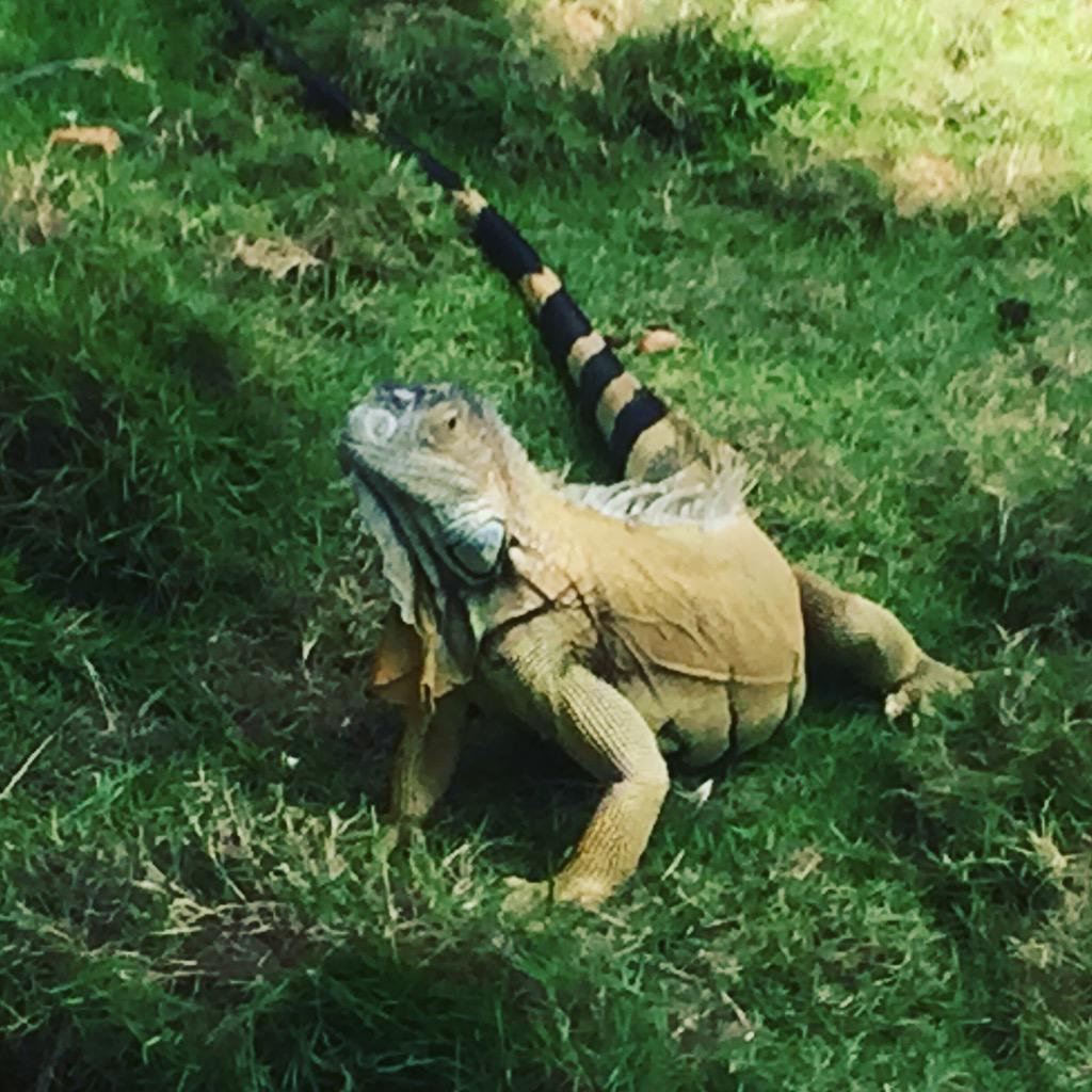 Iguanas #SanAndrés #experienciasLAN