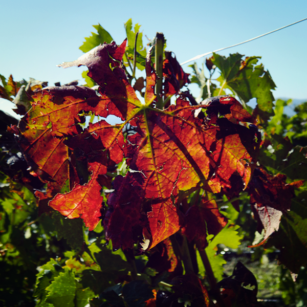 FrescobaldiVini's tweet photo. L'#autunno dipinge le foglie dei vigneti a #Nipozzano: RT se amate questa stagione. #Toscana http://t.co/OeiIvUJk6y