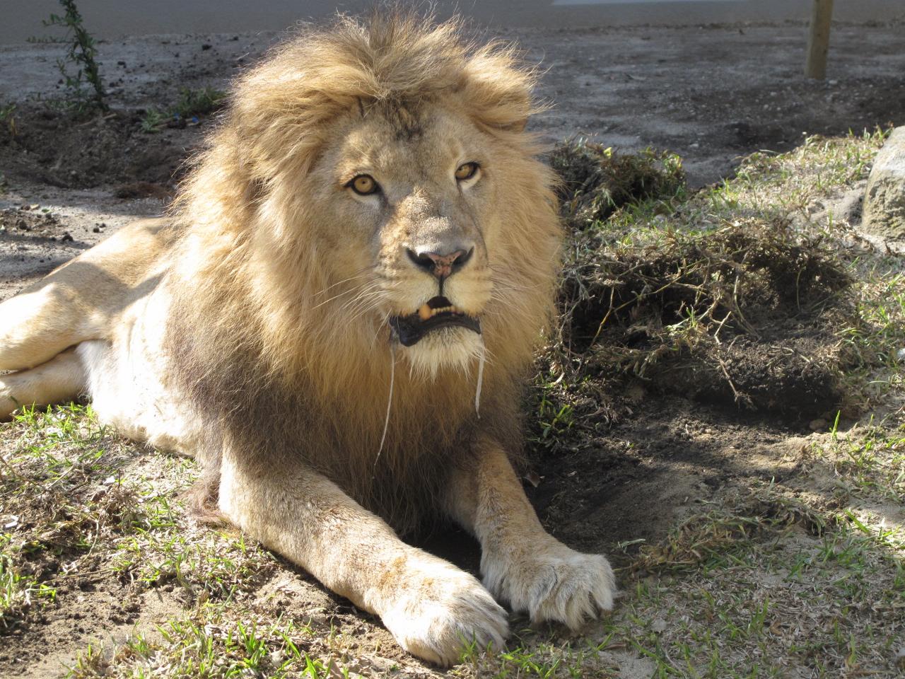 鹿児島市平川動物公園 على X: 