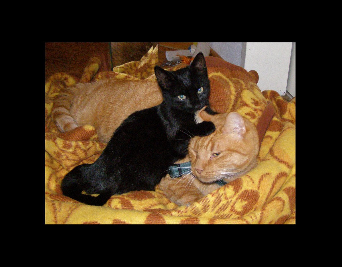 SunnyAuthoress's tweet photo. Children want to grow up fast
Greetings from little Eve #Cat #Cats
@ArtByMarcio @pequkimari @PROXY_77 http://t.co/u6NJcgNNxp