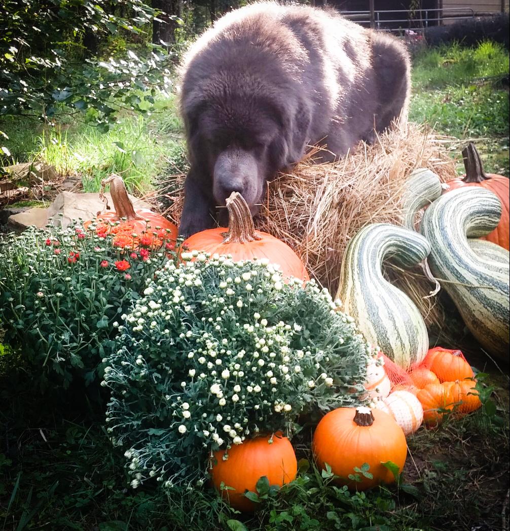 blue ridge tibetan mastiffs