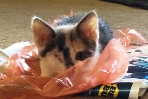 AOHAnimalRescue's tweet photo. Foster kitten Hope is 15 weeks and ready for her fur ever home! #rescue #adoptdontshop #kitten #kittenblockbusters http://t.co/UfeSc9NS0r