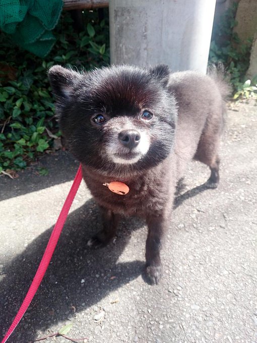 おはよう٩(๑❛.̮❛๑)۶ ワンこの散歩中だよ\(◦&acute;-`◦)/♡ 本当にいい天気だ(,,> <,,)♡ http://t.co/oms7tNd4ew