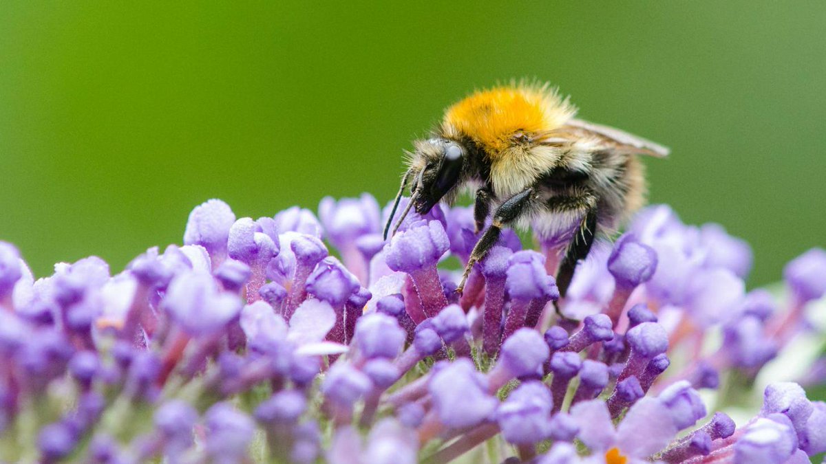 Bees’ tongues are getting shorter #climatechange grnpc.org/Ig2TU