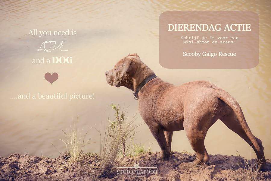 Kom 4 okt naar Dierenkliniek Dikketje Dap in 040, schrijf je in voor een minifotoshoot en steun Scooby Galgo Rescue!