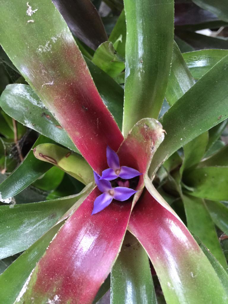 DoaneJohns's tweet photo. #MyGarden #bromeliads http://t.co/dUCkQb0tgO