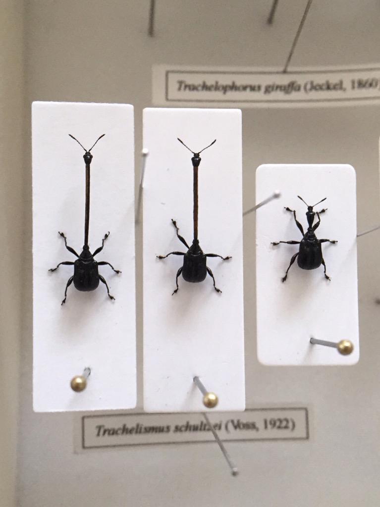 ロクロクビオトシブミ、相変わらず訳のわからなさでは他の追随を許さ