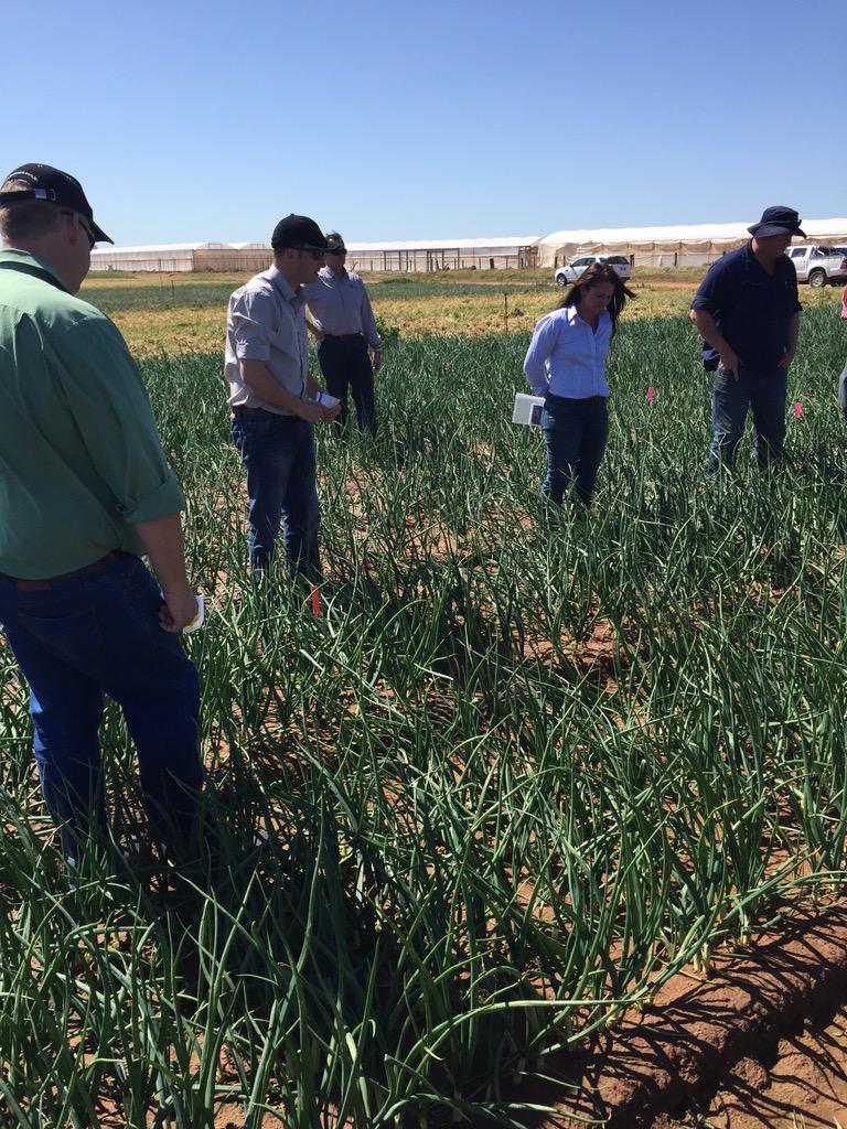 Great day with <a href="/DuPontPioneer/">Jess Graham</a> looking at Zorvec Enicade. Looks promising!