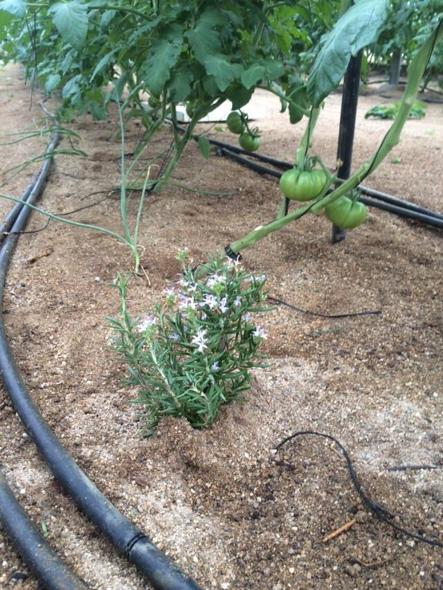En Biotomate llevamos a cabo la metodología #demeter. Aquí veis, asociación de cultivos para beneficio del tomate.