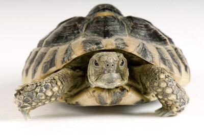 AviCennaInt's tweet photo. Random Fact of the Day:
A turtle’s shell is made up of about 50 bones. #Nigeria #lagos #school #fun #fact #naija http://t.co/r4Bvv7DN98