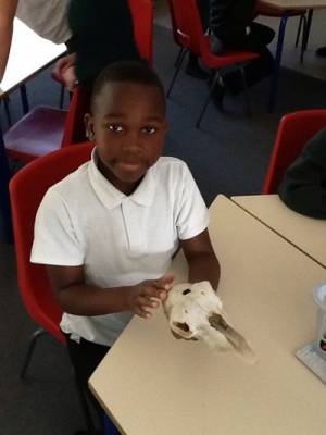 Year 4 get their hands on bones!: As part of our science work, year 4 have been looking at ... Error