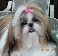itnicolle's tweet photo. Rt if @hayleemcg looks like this shitzu http://t.co/RVJSBySkdt