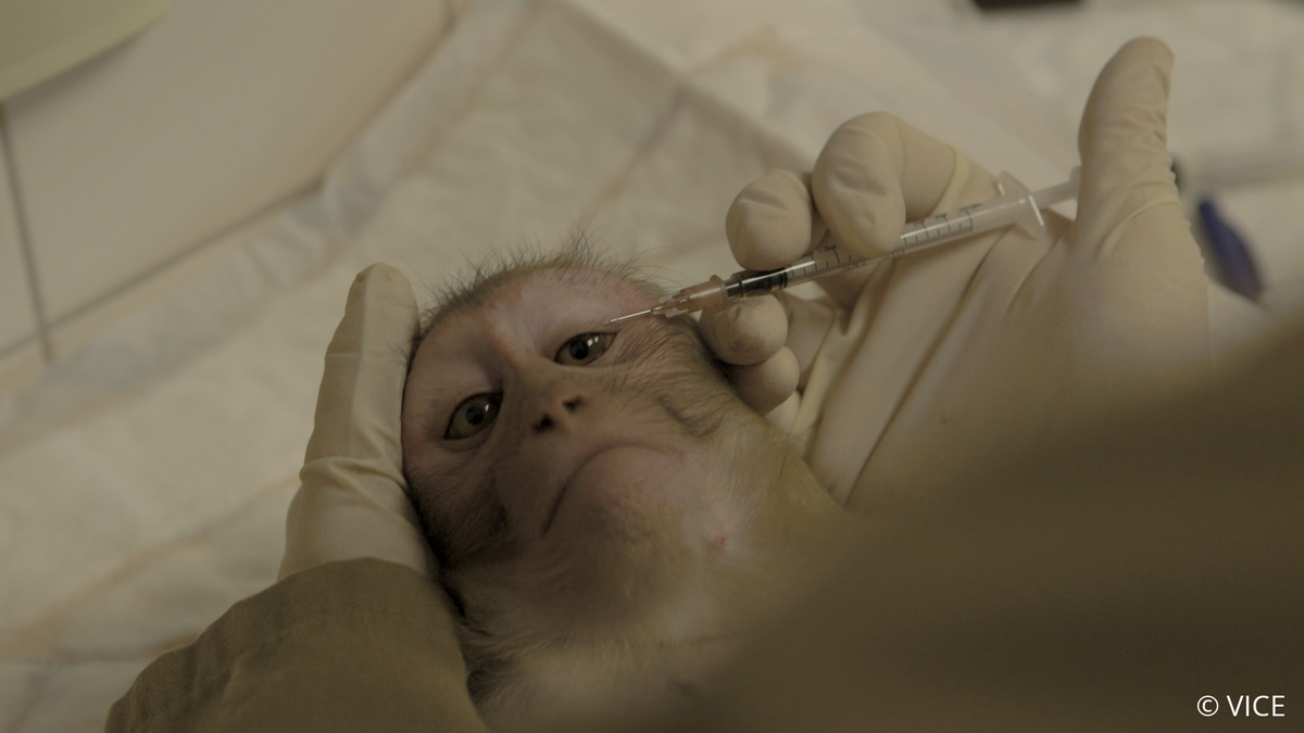 PETA UK tweet media