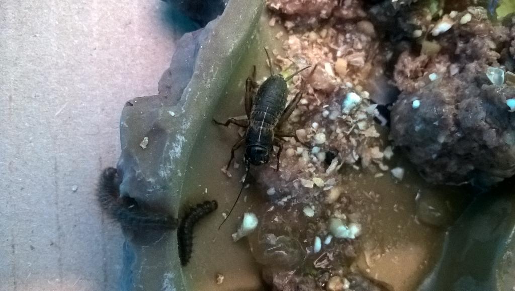 charlie_pilbeam's tweet photo. Our latest addition. Dermestid larvae and beetles. ππ #FunForensics #HelloMedway @FESGreenwich http://t.co/935BDwUdmz