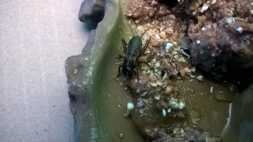 charlie_pilbeam's tweet photo. Our latest addition. Dermestid larvae and beetles. ππ #FunForensics #HelloMedway @FESGreenwich http://t.co/935BDwUdmz