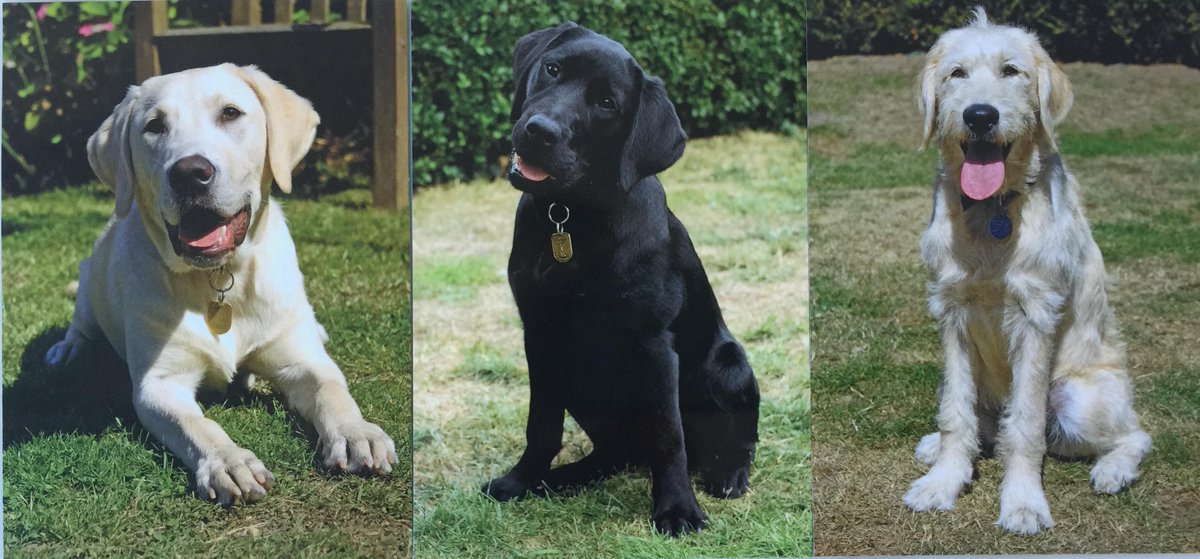 IntelHomeTech's tweet image. We&apos;re proudly sponsoring three Guide Dogs called Ava, Yasmin &amp;amp; Zeb. Aren&apos;t they gorgeous?  :-)  #GuideDogs