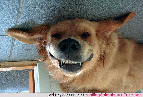 NaNanidemo's tweet photo. #cute #aww #adorable #smile #animals - http://t.co/vIr8HxxBzk http://t.co/PTvEpaGbGw