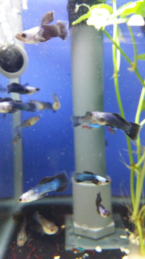 ことりのおうち インテリアグリーンaqua 長後こども食堂 モスコパンダグッピー入荷してます オシャレで可愛いですね インテリアグリーンaqua 神奈川県 ペットショップ 藤沢キュン 販売 熱帯魚 長後 長後活性化 販売 ことりのおうち インテリアグリーンaqua 長後こども食堂 モスコパンダグッピー入荷してます オシャレで可愛いですね インテリアグリーンaqua 神奈川県 ペットショップ 藤沢キュン 販売 熱帯魚 長後 長後活性化 販売