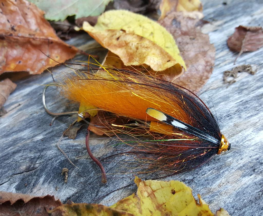 thspey's tweet image. The Bold Dog or Nova fly!