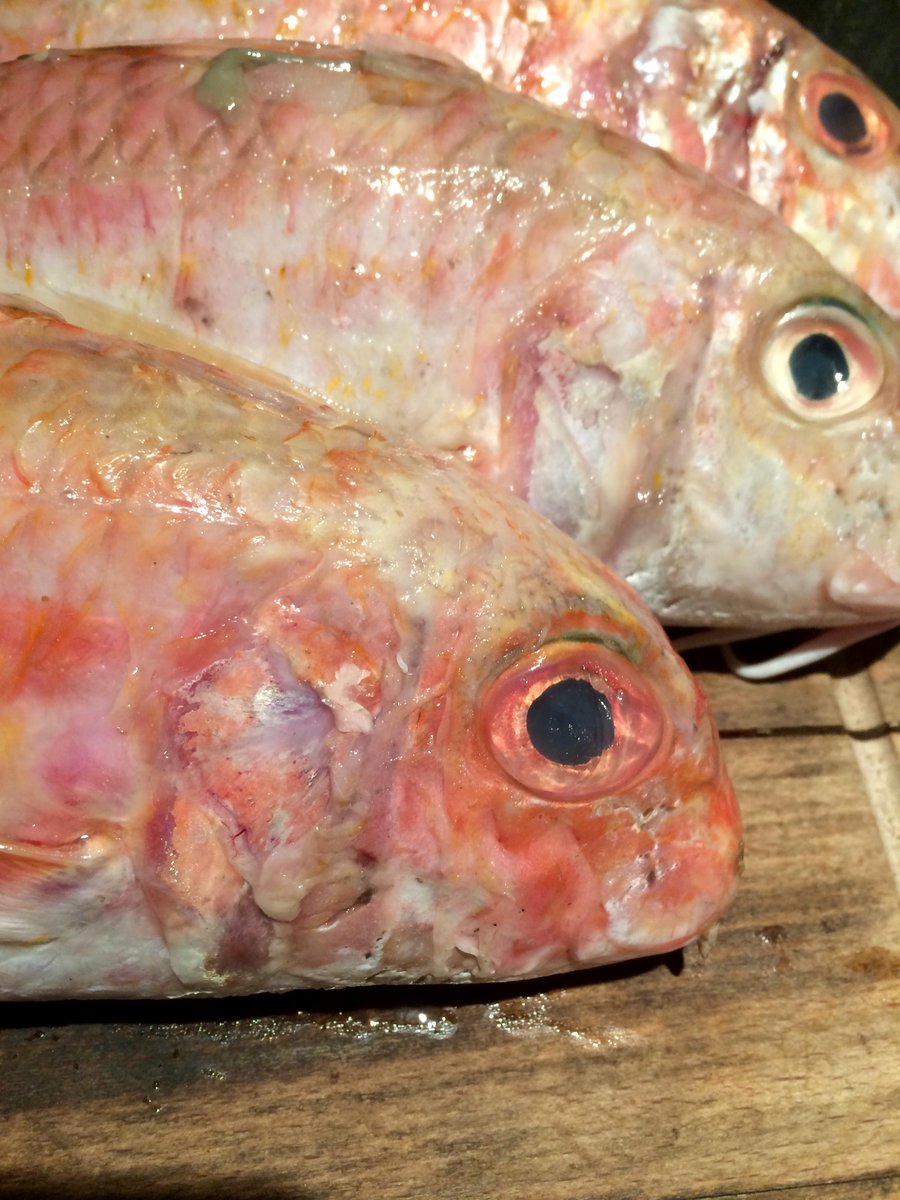 airdutemps22's tweet photo. L est pas beau mon poisson ??? 
#pêche #saintbrieuc #criée #erquy http://t.co/hTh43Yr9C2