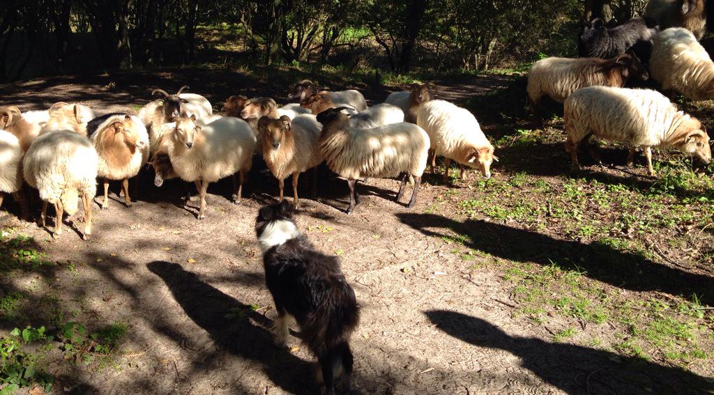 We kwamen vanochtend wegversperring tegen in  <a href="/Meijendel/">Meijendel</a> #idyllisch
