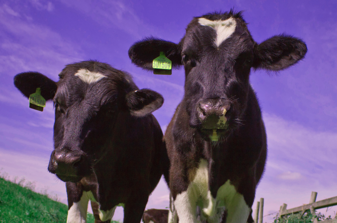 seat214's tweet photo. Mooooooo! Why not check out Ruby Rainbows lovely cow prints available in a choice of colours. http://t.co/M3SqQUFUkH http://t.co/Nk6DHhXFFC